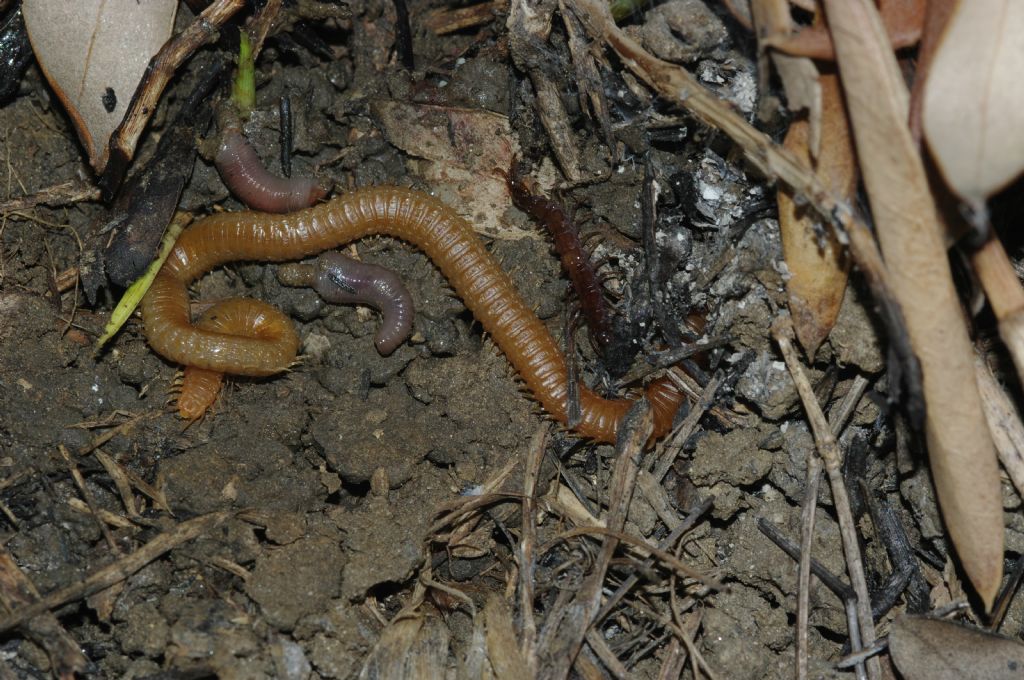 Un geofilomorfo ed un litobiomorfo si nutrono di un lombrico